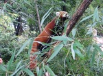 <b>子供動物自然公園</b>（<b>東松山市</b>）のレッサーパンダ
