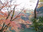 18103063 10日見ぬ間のモミジかな.jpg