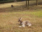 181118083 こども動物自然公園.jpg