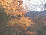 18120708 秩父小川林道管理線.jpg