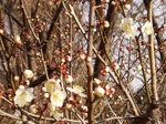 19020128 梅の開花.jpg