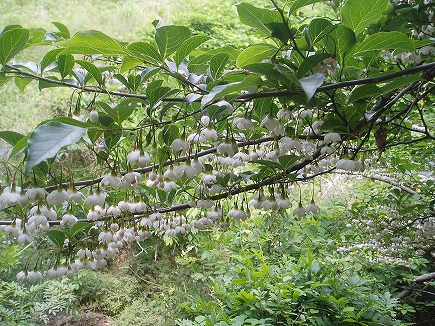 20052242 市民の森.jpg