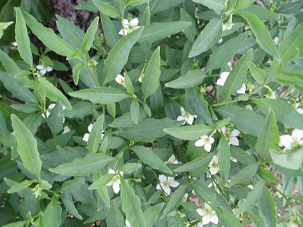 20060613 春の花.jpg