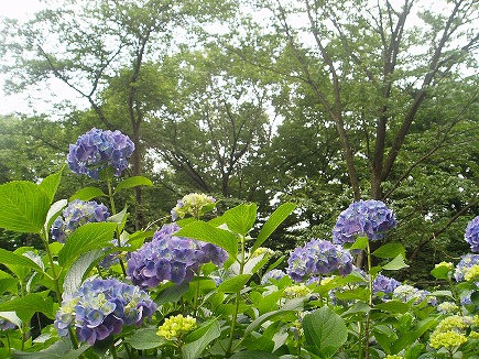 20061716 物見山アジサイ.jpg
