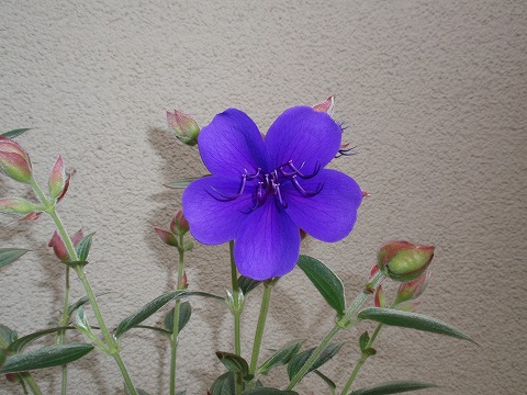 201001-01 自宅.jpg