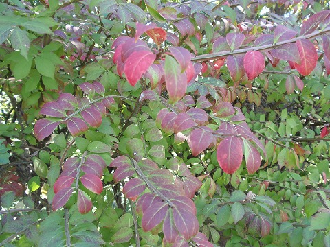 201028-42 秋の変化.jpg