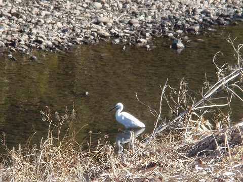 210126-09 白鷺・市野川.jpg
