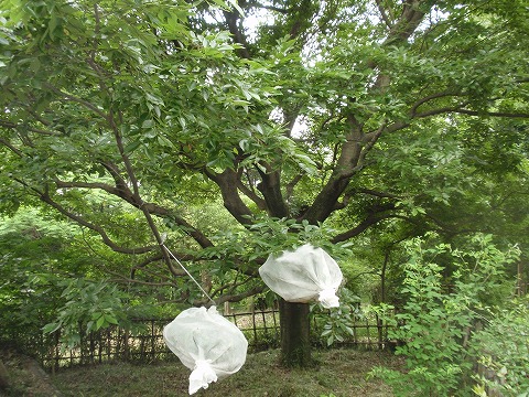 210527-165 エノキ・オオムラサキ.jpg