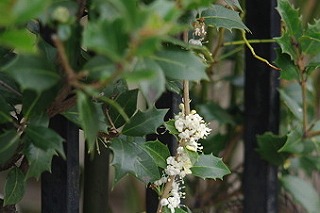 211103-05 柊.jpg
