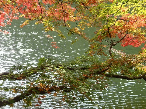 211110-97 鎌北湖.jpg