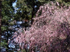 240406-59 大宮住吉神社.jpg