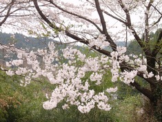 240419-80 帝王切開.jpg