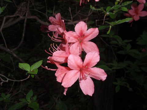 240428-45 石坂の森.jpg