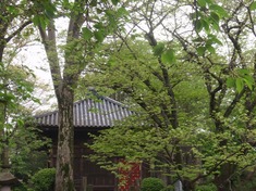 240430-75 喜多院.jpg