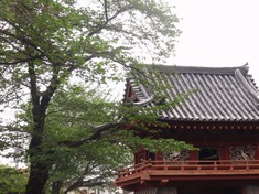 240430-78 喜多院.jpg