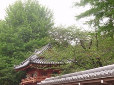 240430-85 喜多院.jpg