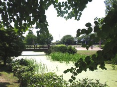 240608-230e 別所沼公園.jpg
