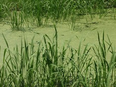 240608-231 別所沼公園.jpg