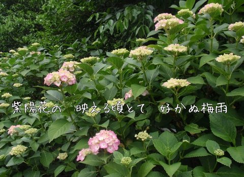 240613-29a 桂木.jpg