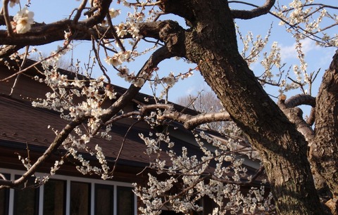 250316-34 農村公園.jpg