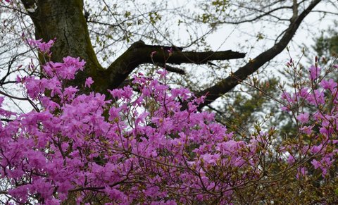 250331-15 物見山公園.jpg