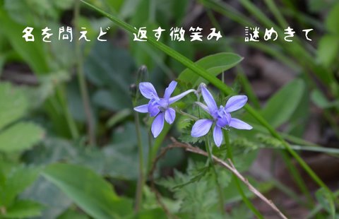 250506-49c 名知らず.jpg