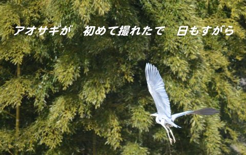 260126-100 アオサギ.jpg