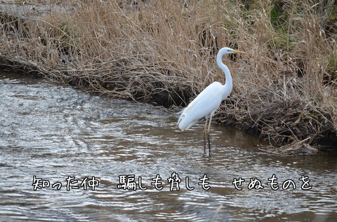 270220-183a アオサギ.jpg