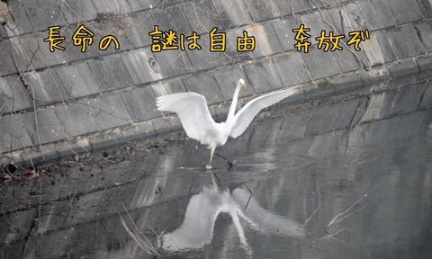 270303-165a 鳩山.jpg