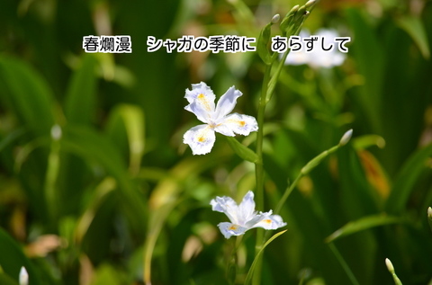 280406-631e .jpg