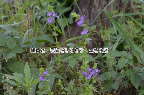280514-686 凜と咲く雑草.jpg