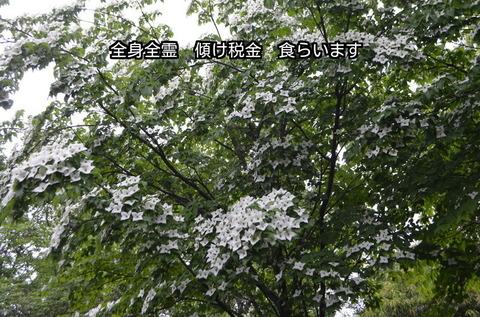 280517-56e.jpg