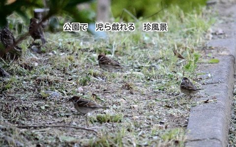 280601-257s 公園.jpg
