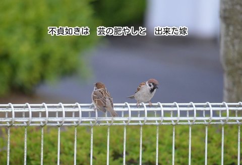 280603- 277s 番の雀.jpg