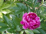 自宅庭芍薬 190523145.jpg