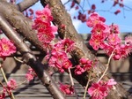 240312-36 西光寺.jpg