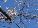 240312-44 西光寺.jpg