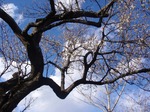 240312-48 西光寺.jpg